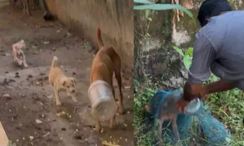 ആറുനാൾ നീണ്ട ദുരിതത്തിനൊടുവിൽ തെരുവുപട്ടിക്ക് പുതുജീവൻ ; ത​ല​യി​ൽ കുടുങ്ങിയ പ്ലാ​സ്റ്റി​ക്ക് ടി​ൻ വെ​ട്ടി​മാ​റ്റി
