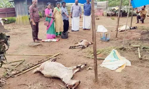 ചാത്തന്നൂരിൽ വന്യമൃഗങ്ങൾ: ജനം ഭയ നിഴലിൽ