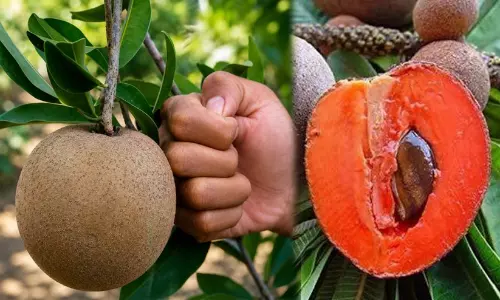 നാടനേക്കാൾ വലുത്, തേനിന്റെ മധുരവും; ജനപ്രിയമാകുന്ന ‘തായ് ജംബോ കിങ്’ സപ്പോട്ട