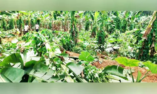 ചുഴലിക്കാറ്റിൽ അരുവാപ്പുലത്ത് ലക്ഷങ്ങളുടെ കൃഷിനാശം