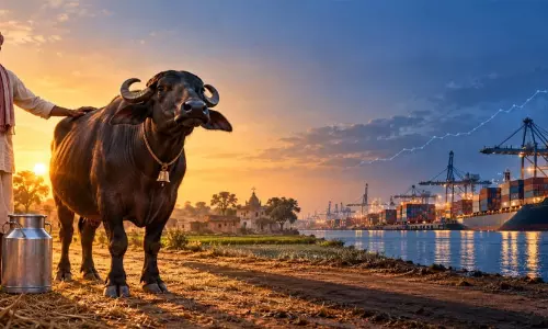 എരുമ ഇറച്ചി കയറ്റുമതി കുതിക്കുന്നു; ഇന്ത്യയിൽ പാലിനും വില കൂടുന്നു