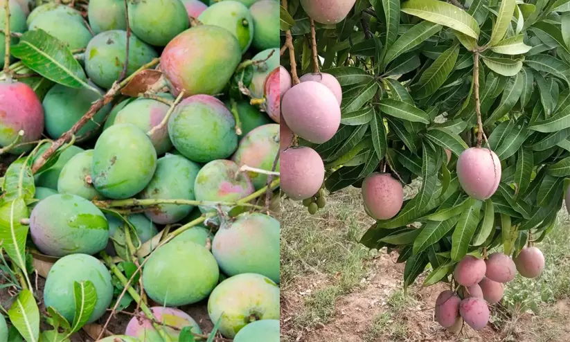 മുതലമട മാമ്പഴം ആഗോള വിപണിയിലേക്ക്; കൃഷിവകുപ്പിനു കീഴിൽ സമഗ്രപദ്ധതിക്ക് ഒരുങ്ങി സംസ്ഥാന സർക്കാർ മുതലമട മാമ്പഴം ആഗോള വിപണിയിലേക്ക്; കൃഷിവകുപ്പിനു കീഴിൽ സമഗ്രപദ്ധതിക്ക് ഒരുങ്ങി സംസ്ഥാന സർക്കാർ