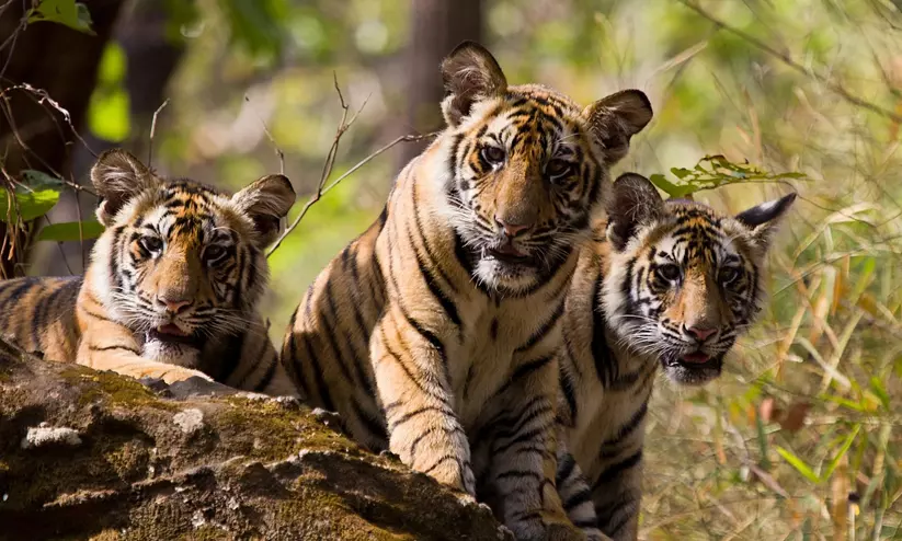 tiger tiger