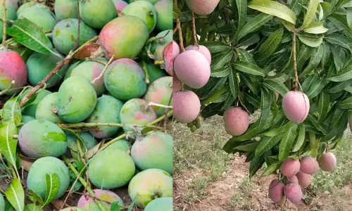 മുതലമട മാമ്പഴം ആഗോള വിപണിയിലേക്ക്; കൃഷിവകുപ്പിനു കീഴിൽ സമഗ്രപദ്ധതിക്ക് ഒരുങ്ങി സംസ്ഥാന സർക്കാർ