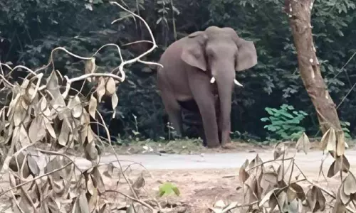 കടശ്ശേരിയിലെ കാട്ടാന ആക്രമണം: ഇരുട്ടിൽ തപ്പി അധികൃതർ