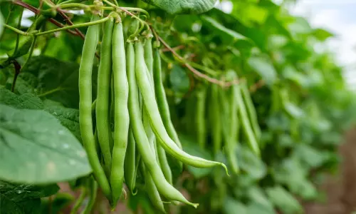 45 ദിവസം കൊണ്ട് വിളവ്; ‘ബീൻസ്’ നമ്മുടെ തോട്ടത്തിലും എളുപ്പത്തിൽ വളർത്താം