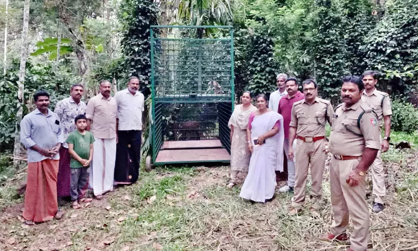 ശശിമല പ്രദേശത്ത് പുലി ശല്യം; കൂട് സ്ഥാപിച്ചു ശശിമല പ്രദേശത്ത് പുലി ശല്യം; കൂട് സ്ഥാപിച്ചു