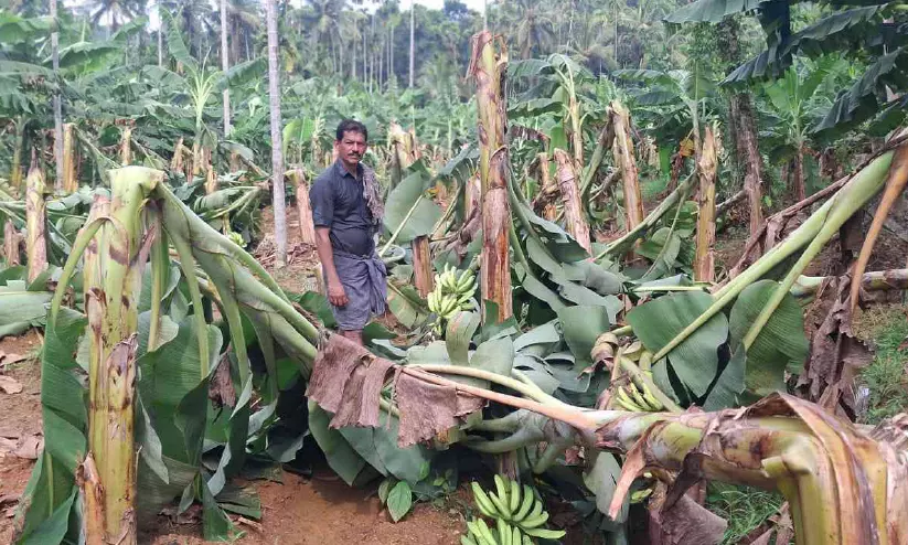 കനത്ത കാറ്റും മഴയും; മുട്ടിപ്പാലത്ത് 1200 വാഴകൾ ഒടിഞ്ഞുവീണു കനത്ത കാറ്റും മഴയും; മുട്ടിപ്പാലത്ത് 1200 വാഴകൾ ഒടിഞ്ഞുവീണു