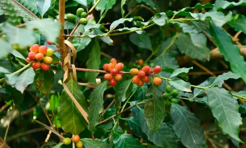 അ​സീ​റി​ലെ മ​ല​നി​ര​ക​ൾ സൗ​ദി​യു​ടെ മു​ഖ്യ കാ​പ്പി ഉ​ൽ​പാ​ദ​ന​കേ​ന്ദ്ര​മാ​യി​ വ​ള​രു​ന്നു