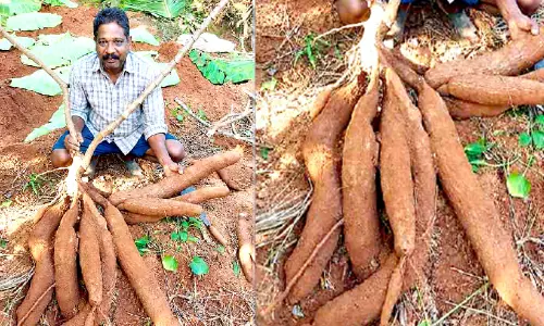 ഭീമൻ മരച്ചീനി വിളവെടുത്ത് ദിലീപ് കുമാർ; ഒരു ചുവടിൽ ലഭിച്ചത് 43 കിലോഗ്രാം