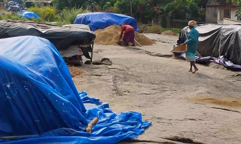 നെല്ലിൽ ഈർപ്പം; കർഷകർക്ക് ദുരിതം നെല്ലിൽ ഈർപ്പം; കർഷകർക്ക് ദുരിതം