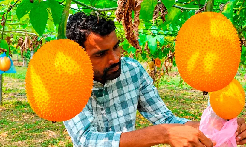 ജോലി ഉപേക്ഷിച്ച് നിരന്തര പരീക്ഷണം; സ്വർഗത്തിലെ കനി ജീവിതം മാറ്റിമറിച്ചു, ഇന്ന് ബാബു സമ്പാദിക്കുന്നത് ലക്ഷങ്ങൾ ജോലി ഉപേക്ഷിച്ച് നിരന്തര പരീക്ഷണം; സ്വർഗത്തിലെ കനി ജീവിതം മാറ്റിമറിച്ചു, ഇന്ന് ബാബു സമ്പാദിക്കുന്നത് ലക്ഷങ്ങൾ