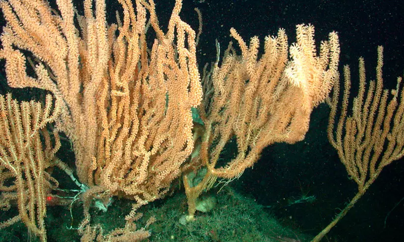 bamboo coral forest bamboo coral forest