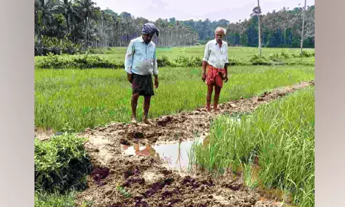 പാലൂർകുന്ന് പാടശേഖരത്തിൽ കാട്ടുപന്നി ശല്യം രൂക്ഷം