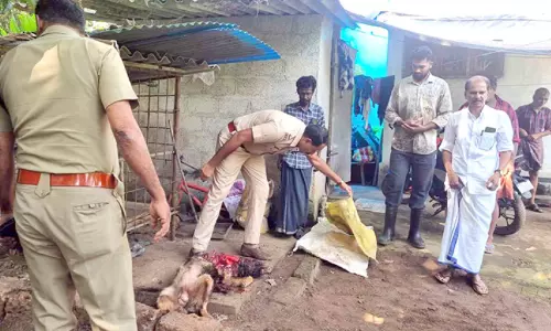 മൂ​ത്തേ​ട​ത്ത് കൂ​ട്ടി​ല്‍ കി​ട​ന്ന നാ​യ​യെ അജ്ഞാത ജീവി കൊന്നുതിന്നു