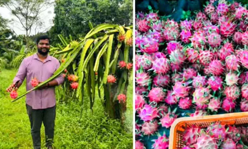 ചെങ്കല്പ്പാറയില് ഡ്രാഗണ് ഫ്രൂട്ട് കൃഷിയുമായി അമല് ചെങ്കല്പ്പാറയില് ഡ്രാഗണ് ഫ്രൂട്ട് കൃഷിയുമായി അമല്