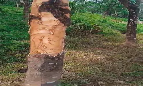 ആറളം ഫാമിൽ വീണ്ടും ആനക്കലി; റബർ മരങ്ങൾ വ്യാപകമായി നശിപ്പിക്കുന്നു