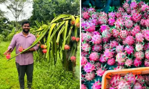 ചെങ്കല്‍പ്പാറയില്‍ ഡ്രാഗണ്‍ ഫ്രൂട്ട് കൃഷിയുമായി അമല്‍