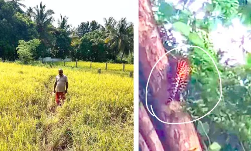കാ​ടി​റ​ങ്ങു​ന്ന ​ക്രൂ​ര​ത; ഭീ​തി​വി​ത​ച്ച് കാ​ട്ടാ​ന​ക​ളും പു​ലി​യും; ജ​നം ആ​ശ​ങ്ക​യി​ൽ