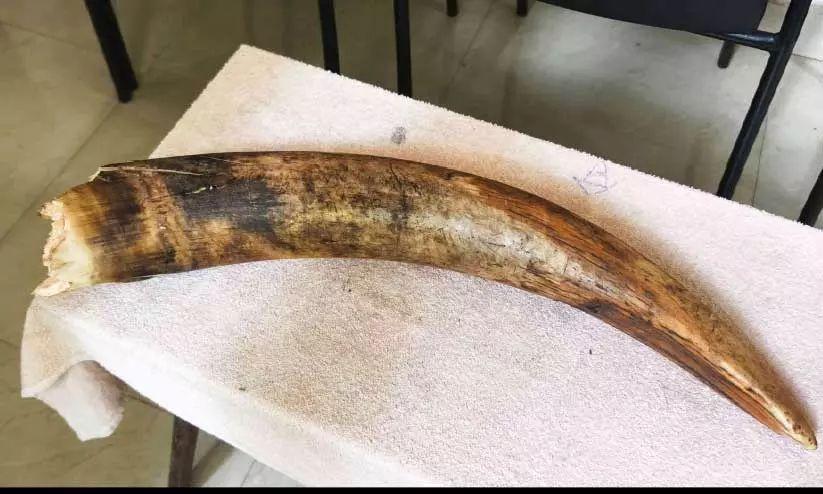 tusker tusker