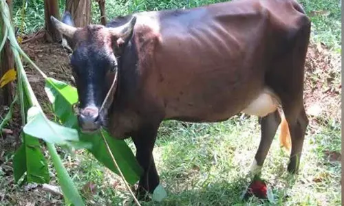 ക്ഷീരോൽപാദനത്തില് സ്വയംപര്യാപ്തമാവാന് മലബാര് മില്മയുടെ ക്ഷീരധാര പദ്ധതി ക്ഷീരോൽപാദനത്തില് സ്വയംപര്യാപ്തമാവാന് മലബാര് മില്മയുടെ ക്ഷീരധാര പദ്ധതി