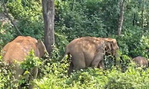 ആ​റ​ളം ഫാ​മി​ൽ ത​മ്പ​ടി​ച്ച അ​ഞ്ച് കാ​ട്ടാ​ന​ക​ളെ വ​ന്യ​ജീ​വി സ​ങ്കേ​ത​ത്തി​ലേ​ക്ക് തു​ര​ത്തി
