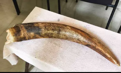 tusker tusker