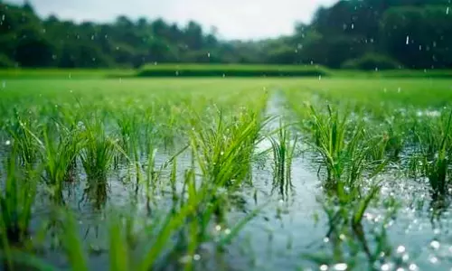 കാലാവസ്ഥാ വെല്ലുവിളികൾ നേരിടാൻ കൃഷിയിൽ പുതുനയം; കാർഷിക നയം പുതുക്കാൻ സർക്കാർ