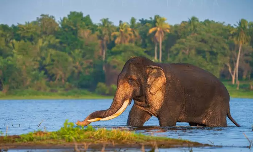 ശ്രീലങ്കയിലെ ഏറ്റവും വലിയ കാട്ടാനകളിലൊന്നായ കവന്തിസ്സ ചരിഞ്ഞു ശ്രീലങ്കയിലെ ഏറ്റവും വലിയ കാട്ടാനകളിലൊന്നായ കവന്തിസ്സ ചരിഞ്ഞു