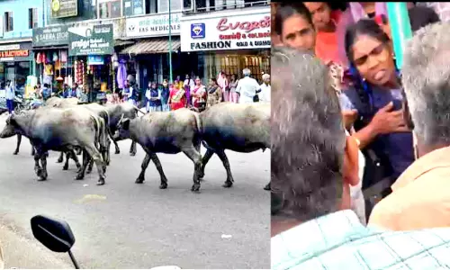 പോത്തുകൾ വിരണ്ടോടി; വിദ്യാർഥിനിക്ക് പരിക്ക്