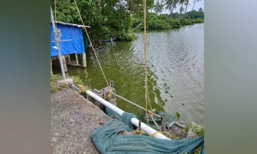 പൊ​ക്കാ​ളി​പ്പാ​ട​ങ്ങ​ൾ മ​ത്സ്യ​മാ​ഫി​യ കൈ​യേ​റു​ന്നു