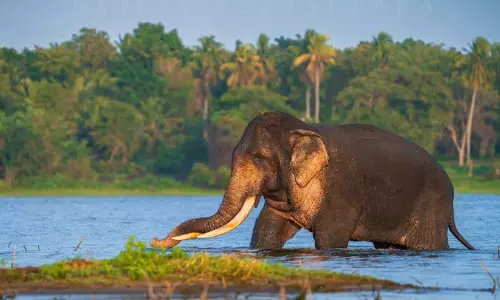 ശ്രീലങ്കയിലെ ഏറ്റവും വലിയ കാട്ടാനകളിലൊന്നായ കവന്തിസ്സ ചരിഞ്ഞു