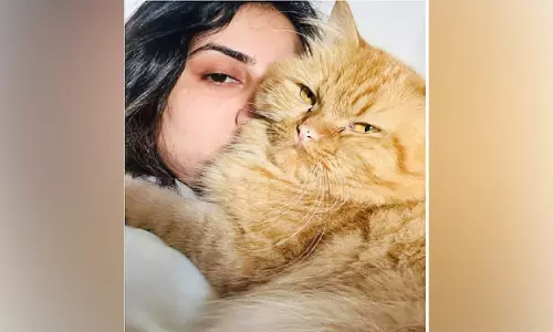വിമാനത്താവളത്തിൽ പൂച്ചയെ കാണാതായി; അഞ്ച് ദിവസമായി കൗമദി കാത്തിരിക്കുന്നു വിമാനത്താവളത്തിൽ പൂച്ചയെ കാണാതായി; അഞ്ച് ദിവസമായി കൗമദി കാത്തിരിക്കുന്നു