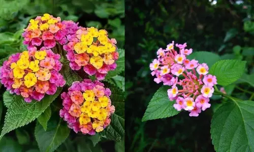 അരിപ്പൂക്കളുടെ അധിനിവേശം; കുടിച്ചുതീർക്കുന്നത് കോടിക്കണക്കിന് ലിറ്റർ വെള്ളം! പ്രകൃതിയുടെ താളം തെറ്റിക്കുന്ന ചെടി