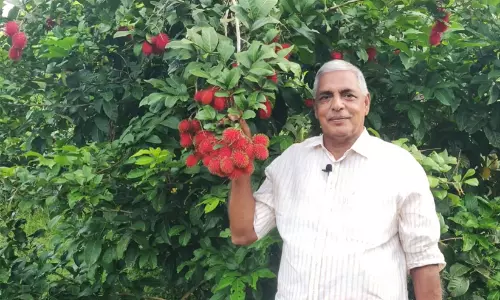വിദേശ ജോലി ഒഴിവാക്കി കൃഷിയിലേക്ക്; പ്രതിവർഷം 50 ലക്ഷം വരുമാനം, ഇത് സജുവിന്റെ വിജയഗാഥ