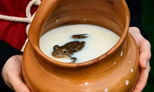 frog,milk