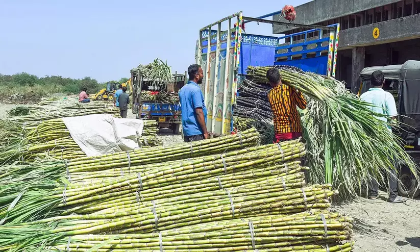 https://www.madhyamam.com/tags/sugar-production https://www.madhyamam.com/tags/sugar-production