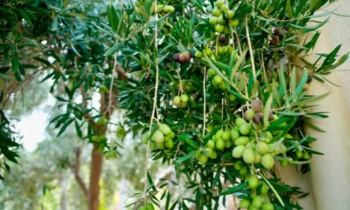 ഒമാനിൽ ഒലീവ് കൃഷി വ്യാപിപ്പിക്കാൻ  ബൃഹദ് പദ്ധതി