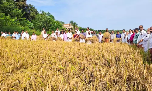 മാങ്ങാട് പുതിയപുര വയനാട്ടുകുലവൻ: ആവേശമായി കൊയ്ത്തുത്സവം