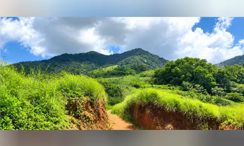 കോടമഞ്ഞിൽ പുതഞ്ഞ് ഏലപ്പീടിക; കണ്ണൂരിന്റെ സ്വന്തം ഊട്ടി ഉണരുന്നു
