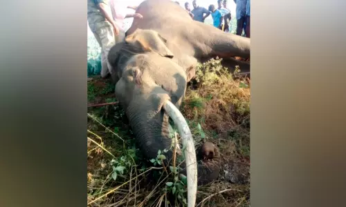 മംഗളൂരു വന മേഖലയിൽ രണ്ട് കാട്ടാനകളുടെ ജഡം കണ്ടെത്തി; ഒന്ന് അഴുകിയ നിലയിൽ