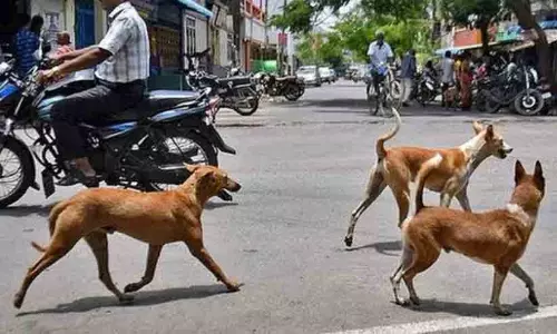 https://www.madhyamam.com/tags/dog-attack https://www.madhyamam.com/tags/dog-attack