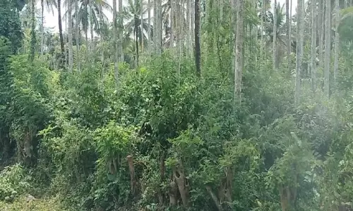 അതിർത്തി ഗ്രാമങ്ങളിലെ തോട്ടങ്ങൾ കാടുമൂടുന്നു; തമ്പടിച്ച് വന്യമൃഗങ്ങൾ