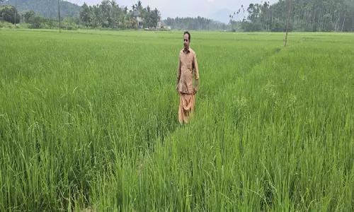 അക്ഷരവും അന്നവും ഒരുപോലെ: അധ്യാപനത്തിനിടയിലും കൃഷിയോട് പ്രണയമാണ് ശ്രീജിത്ത് മാഷിന്