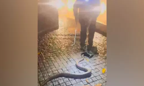 മുഖ്യമന്ത്രിയുടെ വീട്ടുമുറ്റത്ത് മലമ്പാമ്പ് മുഖ്യമന്ത്രിയുടെ വീട്ടുമുറ്റത്ത് മലമ്പാമ്പ്