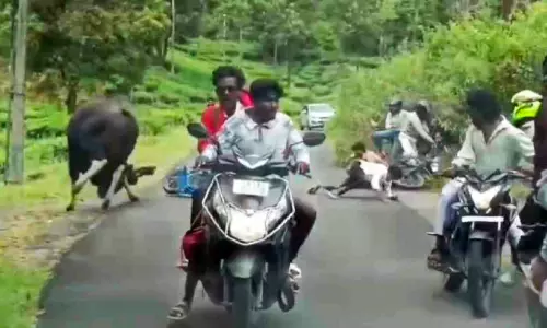 വാൽപ്പാറയിൽ ബൈക്ക് യാത്രികരെ കാട്ടുപോത്ത് ആക്രമിച്ചു