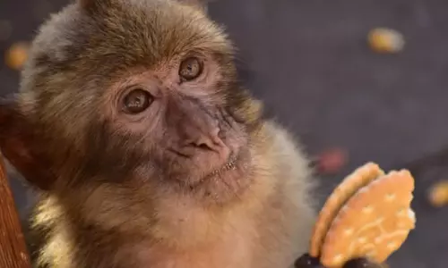 monkey