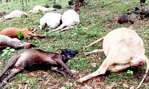 ചെറുവള്ളിയിൽ മിന്നലേറ്റ് 12 പശുക്കൾ ചത്തു