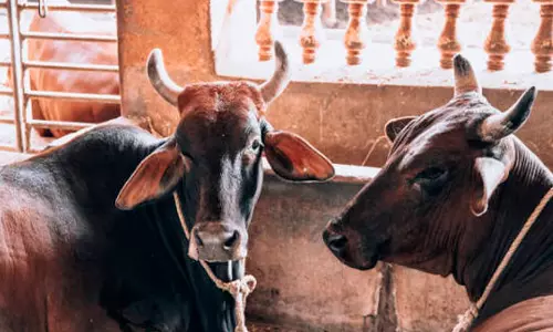 നായ് കടിച്ച പശു ചത്തു; പാൽ പ്രസാദം കഴിച്ച 450പേർക്ക് പേവിഷ പ്രതിരോധ വാക്സിൻ നൽകി നായ് കടിച്ച പശു ചത്തു; പാൽ പ്രസാദം കഴിച്ച 450പേർക്ക് പേവിഷ പ്രതിരോധ വാക്സിൻ നൽകി