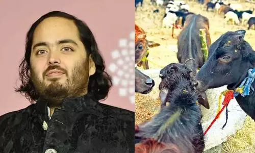 പശുക്കളെ കശാപ്പ് ചെയ്യുന്നവരിൽ നിന്ന് എന്റെ ആളുകൾ അവയെ രക്ഷിക്കുന്നു; വൈറലായി ആനന്ദ് അംബാനിയുടെ പ്രസ്താവന പശുക്കളെ കശാപ്പ് ചെയ്യുന്നവരിൽ നിന്ന് എന്റെ ആളുകൾ അവയെ രക്ഷിക്കുന്നു; വൈറലായി ആനന്ദ് അംബാനിയുടെ പ്രസ്താവന
